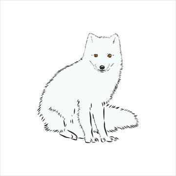 Fox Drawing png download - 600*440 - Free Transparent Arctic Fox png  Download. - CleanPNG / KissPNG
