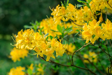 Yellow rhododendron blooms in the garden
