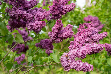 Blooming Lilac Branch Close-up