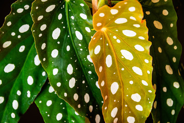 Close-up on the polka-dot patterned leaves of polka-dot begonia (begonia maculata var. Wightii) houseplant. Unique houseplnt detail. - obrazy, fototapety, plakaty
