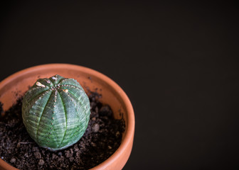 Close-up on an euphorbia obesa rare succulent plant in terracotta pot on dark grey background....