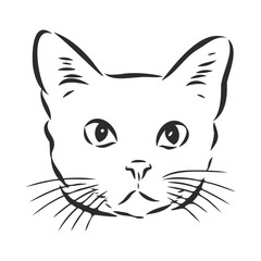 portrait of a cat, domestic cat, vector illustration of a sketch