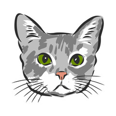 portrait of a cat, domestic cat, vector illustration of a sketch