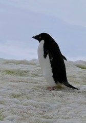 Fototapeta premium Adelie penguin in Antarctica standing on snow, closeup, at Stonington Islands
