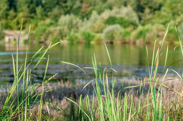 green grass by the lake