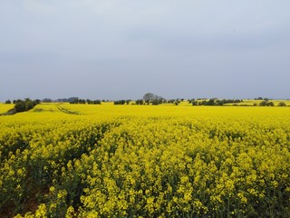 Fototapeta premium yellow rapeseed field in spring