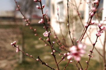 pink cherry blossom on the branch with cherry buttons detail, with the wood in the background