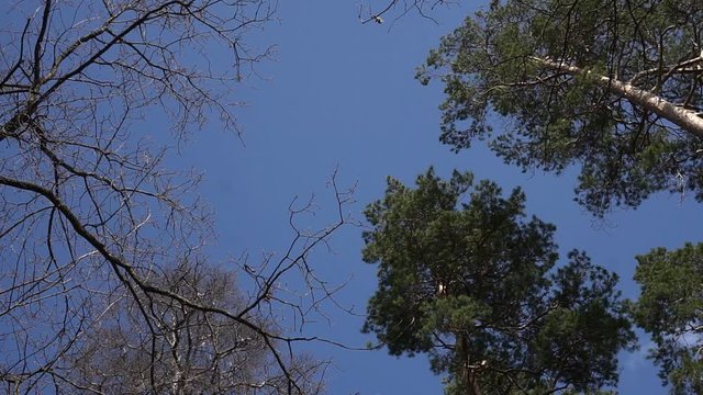 Tall Tree shoot from below with blue sky, slow-mo