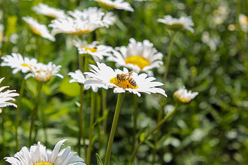 bee on a daisy