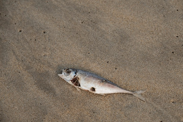 Dead rotten Fish at the beach near the ocean