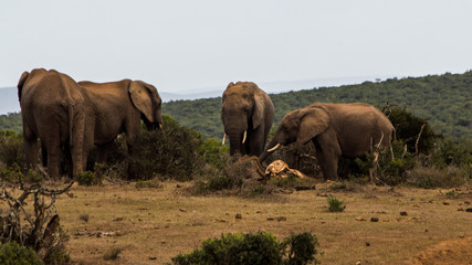 elephant herd mourning over carcass and bones of dead elephant