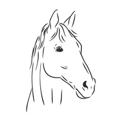 realistic horse portrait vector illustration, horse portrait, horse head, vector illustration