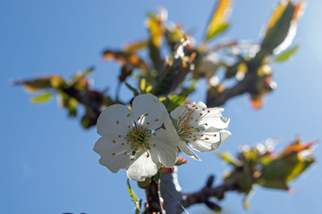 Spring awakens flowers of a plum tree