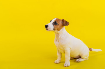 A puppy sits on a yellow background and looks up at the owner. A trained little dog performs a sit command. Purebred Shorthair Jack Russell Terrier.