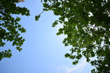 Obraz premium green leaf in the summer