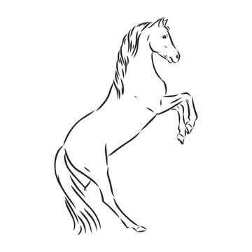 recommend clip art: running horse vector illustration - black and white outline. beautiful horse, horse icon, vector sketch illustration
