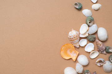 Different seashells on a ochre color background , the concept of holidays by the sea.