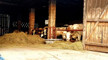 Krowy mlekodajne w oborze dla zwierząt domowych, mleko od krowy , stajnia siano i słoma  - obrazy, fototapety, plakaty