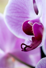 close up of pink orchid