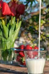 Fresh strawberries on plate on old wooden background. Red tulips in vase on table. Jar and glass of milk. Breakfast time. Healthy food. Vegetarian dish. Spring time

