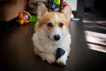 Purebred welsh corgi pembroke dog looking. close-up image. Cute puppy, family member. animal...