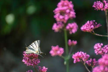 Iphiclides feisthamelii a beautiful butterfly