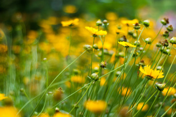 Obraz premium field of yellow flowers