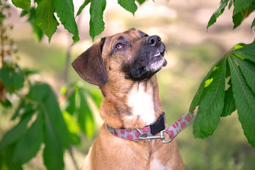 Zaciekawiony pies © nitka_zaplatana