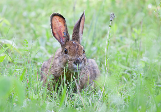 Rabbit covered in engorged black-legged ticks or deer ticks on an early summer morning in the grass in Ottawa, Canada