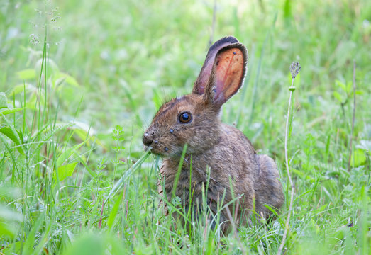 Rabbit covered in engorged black-legged ticks or deer ticks on an early summer morning in the grass in Ottawa, Canada