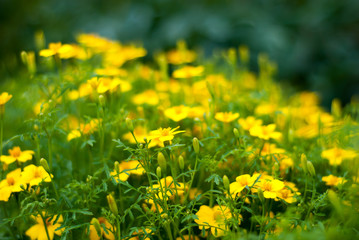 Obraz premium field of yellow flowers