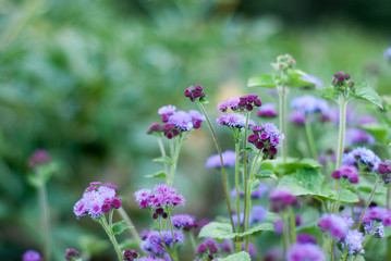 purple flowers in the garden