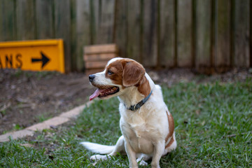 beagle on the grass