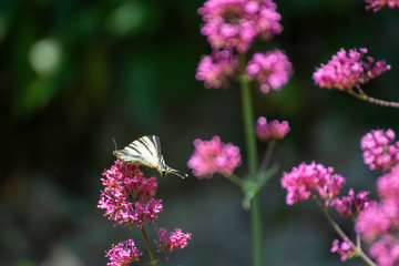 Iphiclides feisthamelii a beautiful butterfly