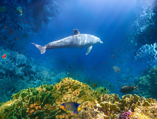 Underwater world. Coral fishes of Red sea.