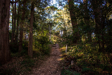 path in the forest