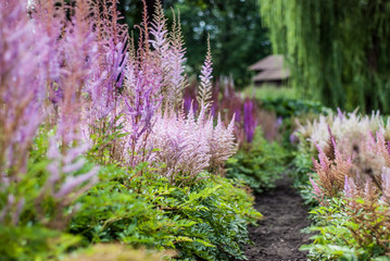 Obraz premium purple flowers in the forest