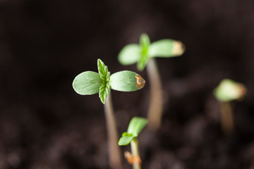 green leaves of cannabis young plant seedlings
