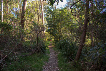 path in the forest