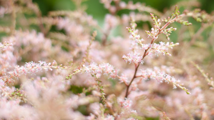 pink flowers in the grass