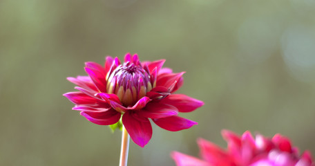 close up of pink flower