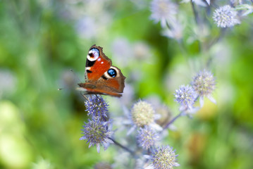 butterfly on flower