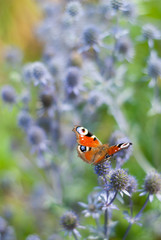 butterfly on flower