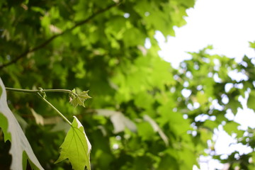 green leaf in the summer