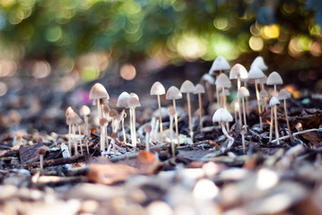 mushrooms up close

