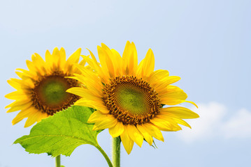 Beautiful flower, sunflower blossom blooming in nature