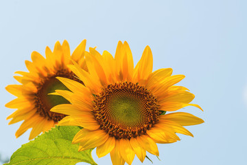 Beautiful flower, sunflower blossom blooming in nature
