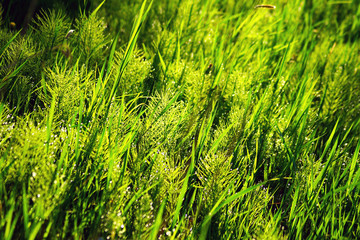 Bright green grass in the morning. Horsetail is field green and tall grass. Lush grass with glitter dew.