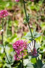 Iphiclides feisthamelii a beautiful butterfly