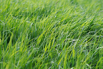 Green grass in the wind. Background grass tender green color.  